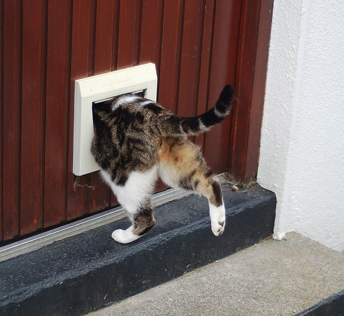 How to install a catflap on a wooden door a step by step guide